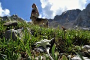 51 Stellle Alpine ( Leontopodium alpinum)
